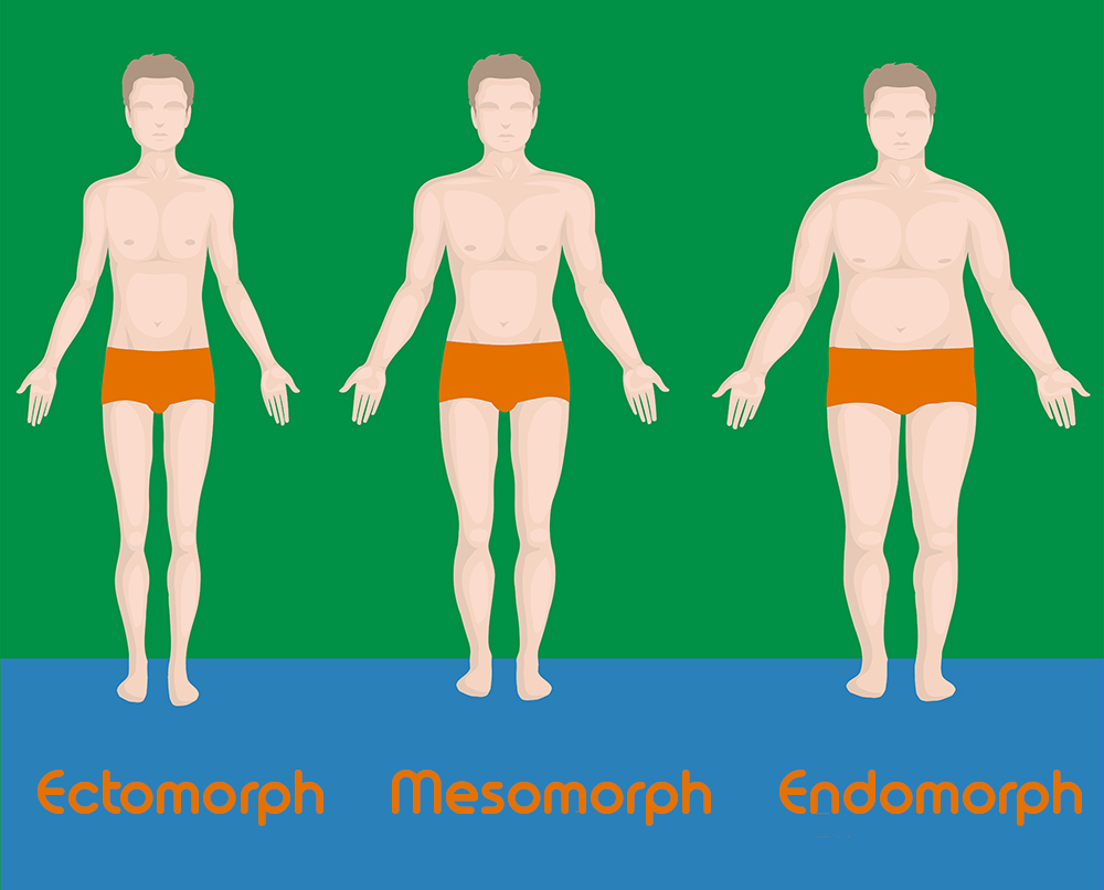 Ectomorph, Mesomorph & Endomorph Body Types.