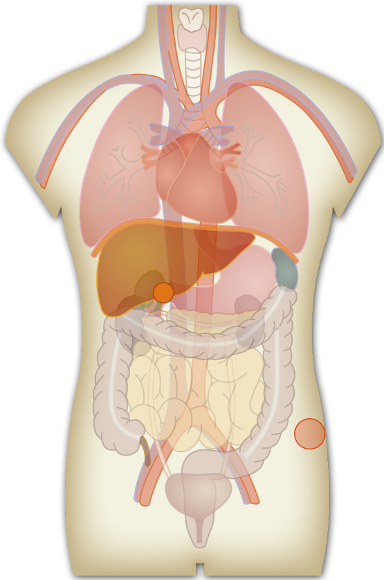 Human Body Organs.