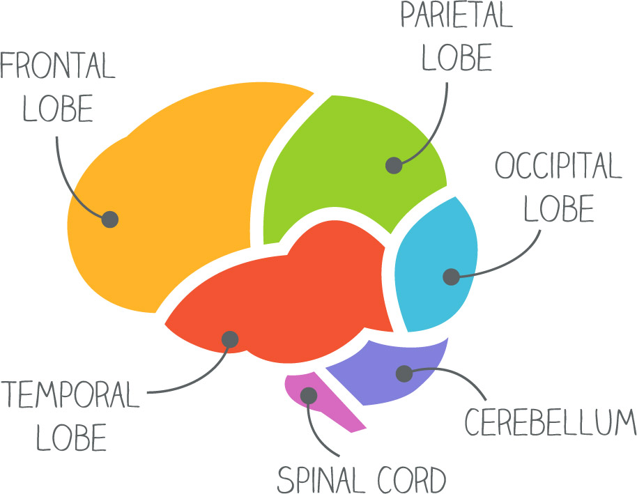 Anatomical image of a brain