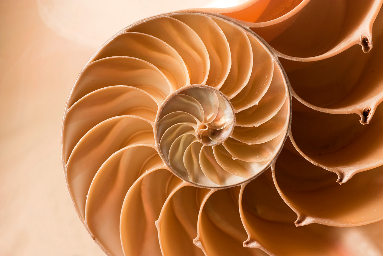 Nautilus Shell.